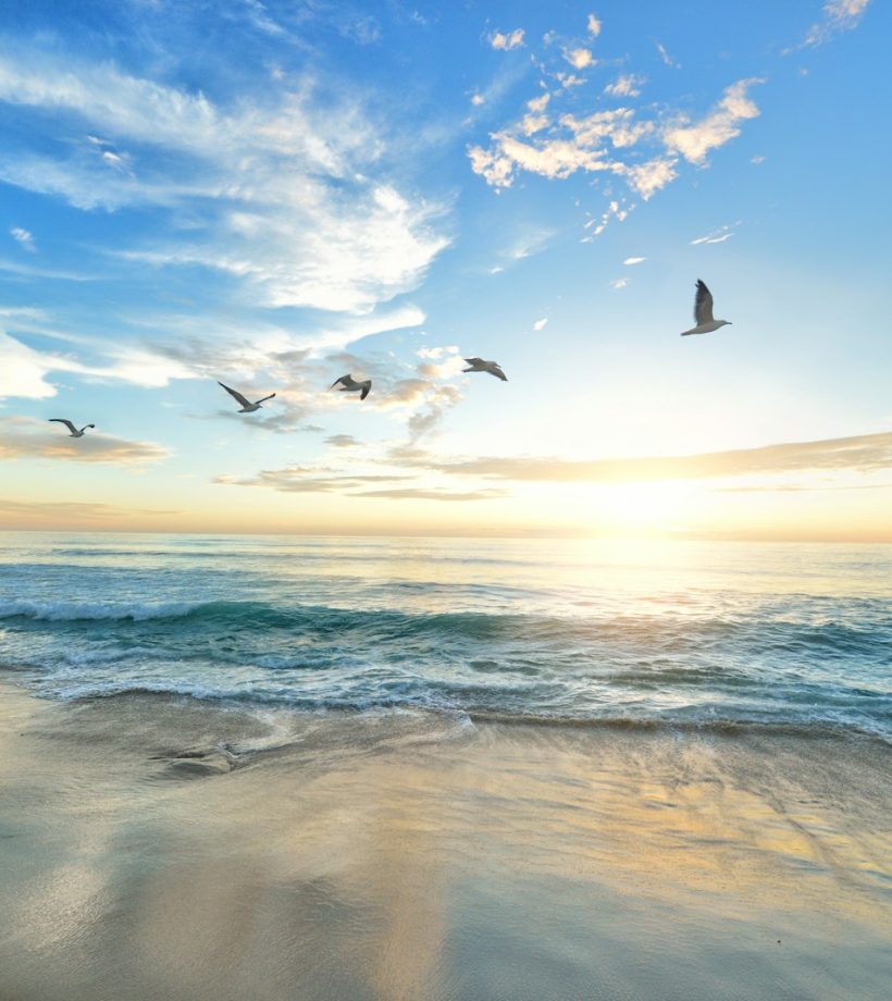 five birds flying on the sea